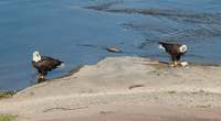 Resident Bald Eagles at The Bidgeview B&B
