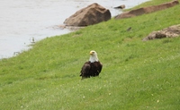 Bald Eagles Seen at The Bridgeview Bed & Breakfast!!