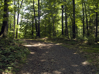 Boyd Big Tree Preserve Hiking Trails