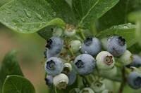 71st Anniversary Blueberry Festival, Biglerville PA