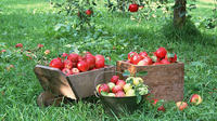 National Apple Harvest Festival,